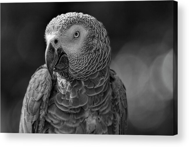  Black Acrylic Print featuring the photograph African Grey Parrot in Black and White by Carolyn Hutchins