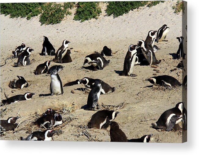 Penguin Acrylic Print featuring the photograph African Penguins - by Richard Krebs