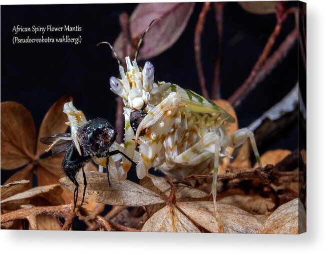 African Acrylic Print featuring the photograph African Spiny Flower Mantis eating by Mark Berman