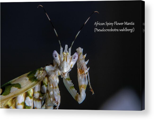 African Acrylic Print featuring the photograph African Spiny Flower Mantis by Mark Berman