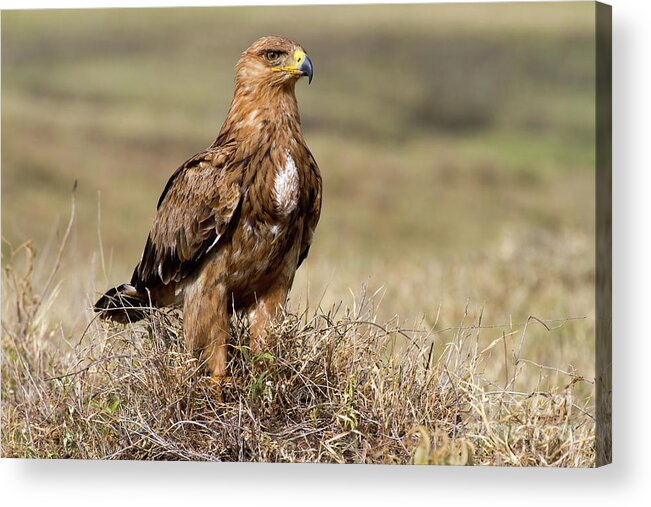 Bird Acrylic Print featuring the photograph African Tawny Eagle by Chris Scroggins