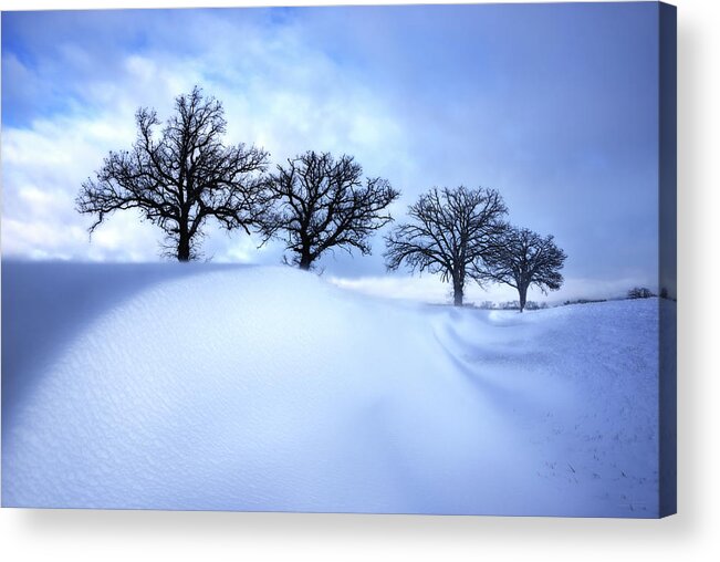 Snow Acrylic Print featuring the photograph After the Storm - Oak trees with snowdrift after a snowstorm by Peter Herman