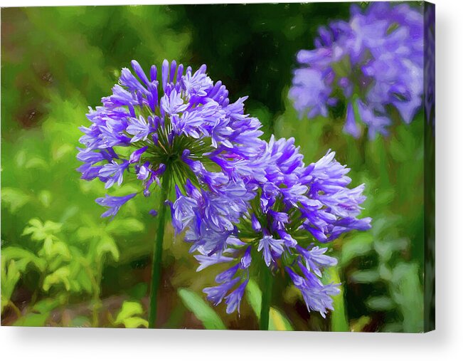 Agapanthus Africanus Acrylic Print featuring the photograph Agapanthus Africanus Blue Brush by Tanya C Smith