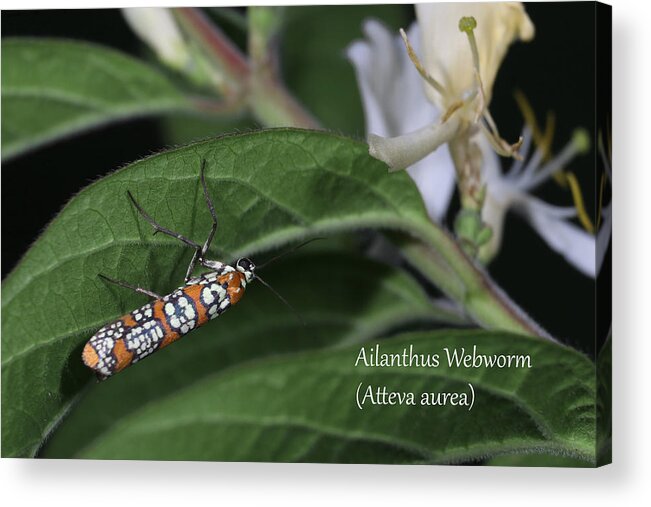 Nature Acrylic Print featuring the photograph Ailanthus Webworm Moth by Mark Berman