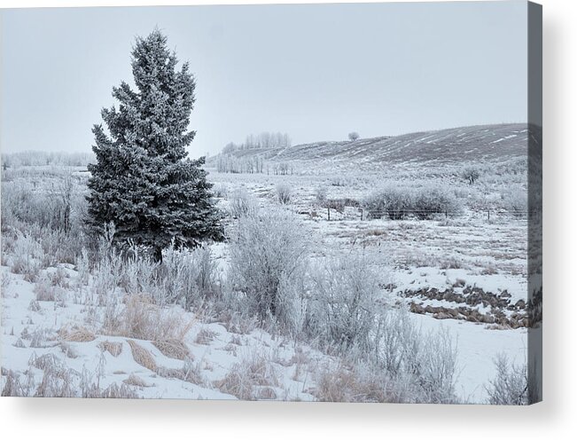 Winter Acrylic Print featuring the photograph Alberta winter landscape by Phil And Karen Rispin