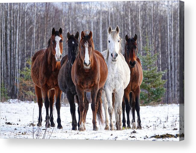 Winter Acrylic Print featuring the photograph Well Hello There by Listen To Your Horse