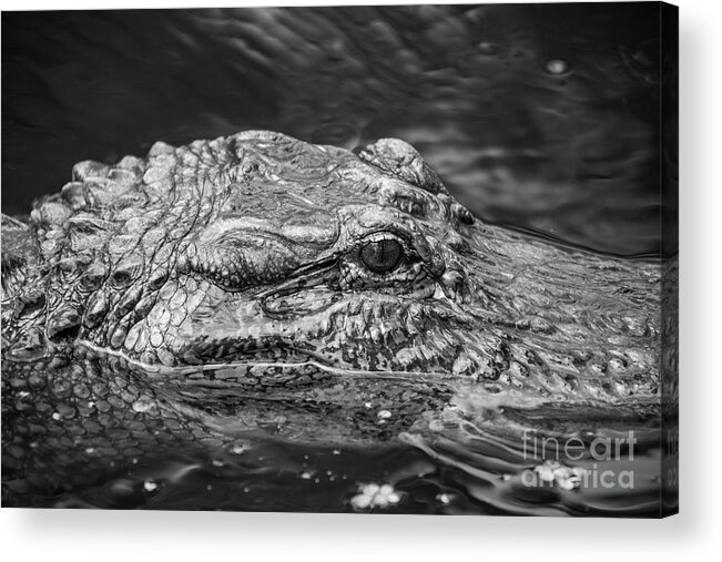 Alligator Acrylic Print featuring the photograph Alligator Eye by Kimberly Blom-Roemer