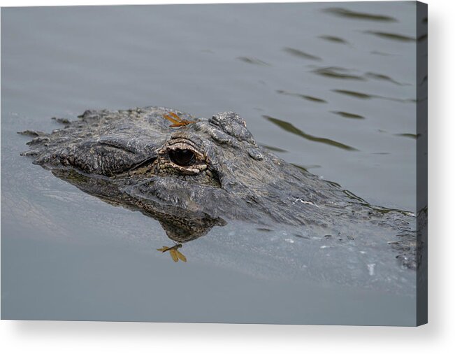 Alligator Acrylic Print featuring the photograph Alligator with Dragonfly by Carolyn Hutchins