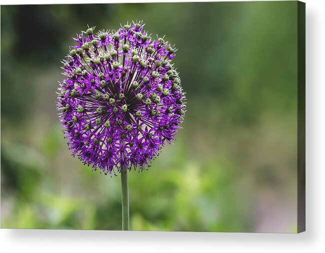 Garden Acrylic Print featuring the photograph Allium by Rose Guinther