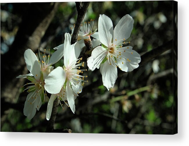 Algarve Acrylic Print featuring the photograph Almond Flowers Blossoms of Spring by Angelo DeVal