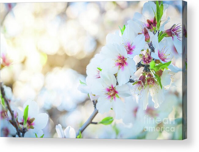 Tu Bishvat Acrylic Print featuring the photograph Almond tree bloom by Anastasy Yarmolovich