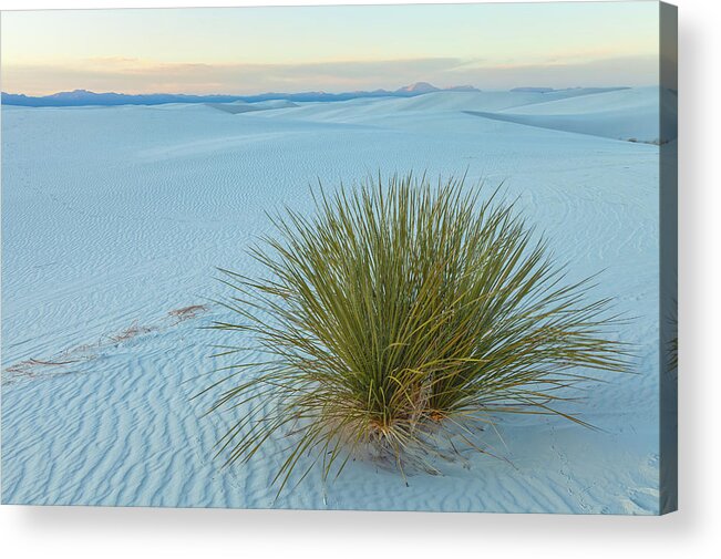Sand Dunes Acrylic Print featuring the photograph Alone In Desert by Jonathan Nguyen