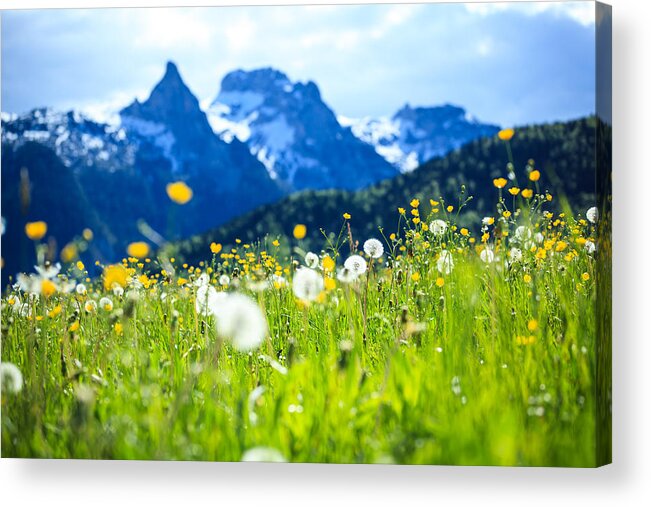 Scenics Acrylic Print featuring the photograph Alpen Landscape - Green Field Meadow full of spring flowers - selective focus (For diffrent focus point check the other images in the series) by Konradlew
