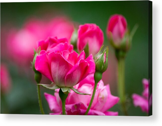 Pink Acrylic Print featuring the photograph Always Comes Back to Pink by Linda Bonaccorsi