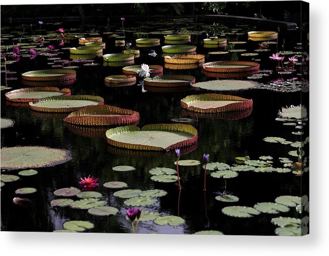 Amazon Water-lily Acrylic Print featuring the photograph Amazon Water Lily by Mingming Jiang