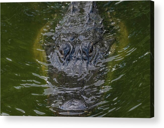 Alligator Acrylic Print featuring the photograph American Alligator by Rebecca Herranen