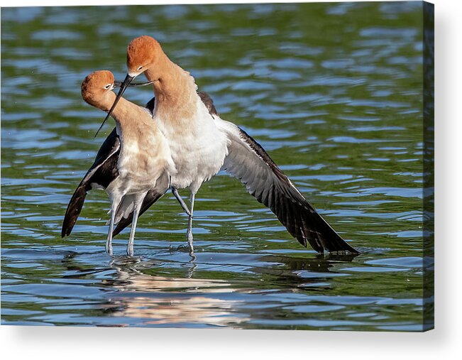 American Avocets Acrylic Print featuring the photograph American Avocets 3188-040822-2 by Tam Ryan