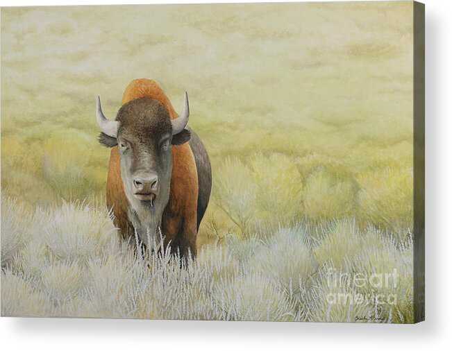 Bison Acrylic Print featuring the painting American Bison by Charles Owens