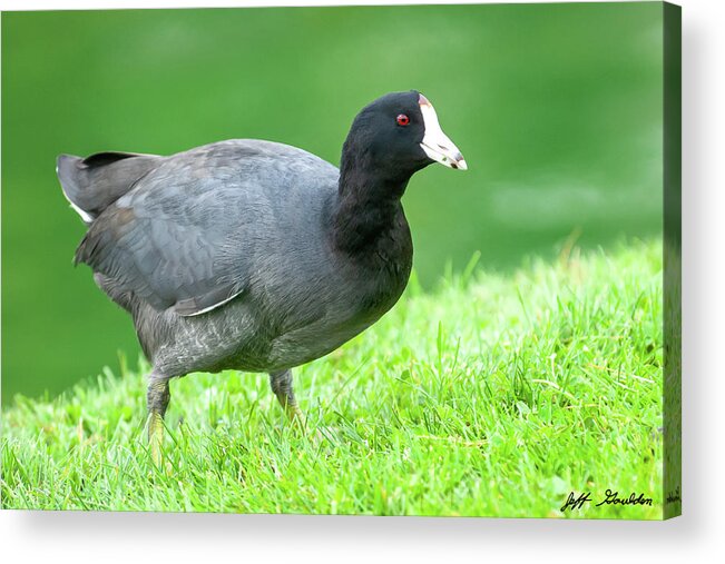 Adult Acrylic Print featuring the photograph American Coot Grazing in the Grass by Jeff Goulden