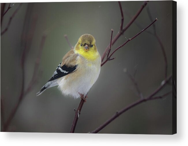 Bird Acrylic Print featuring the photograph American Goldfinch In Winter Plumage by David Downs