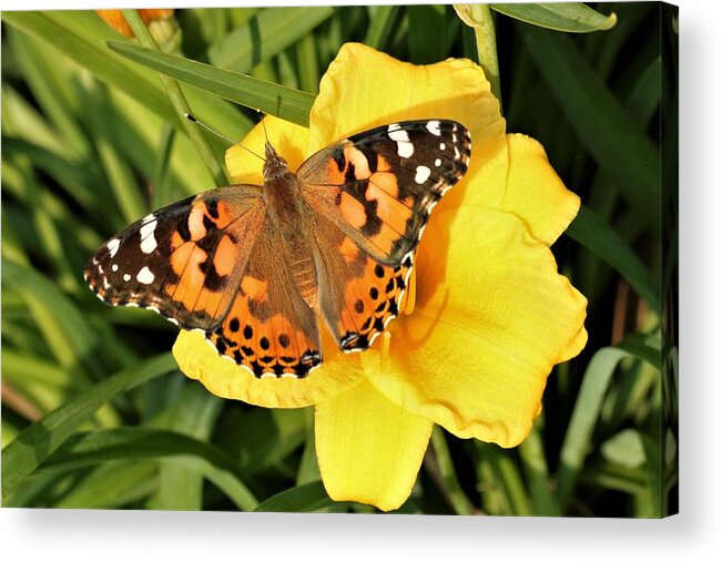 Nature Acrylic Print featuring the photograph American Lady on Stella de Oro by Sheila Brown