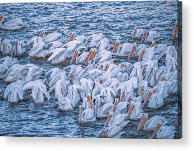 American White Pelicans Acrylic Print featuring the photograph American White Pelicans Early Morning Feeding by Debra Martz