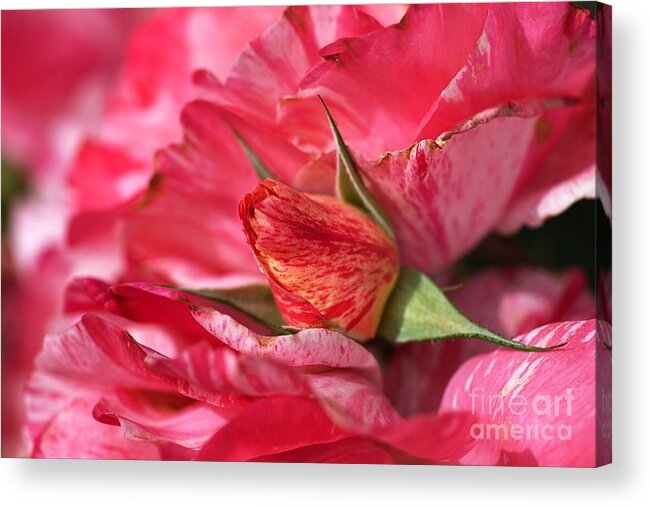 Joy Watson Acrylic Print featuring the photograph Amongst The Rose Petals by Joy Watson