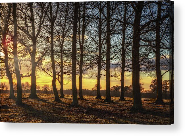 Framing Places Photography Acrylic Print featuring the photograph Ampthill Great Park Trees by Framing Places