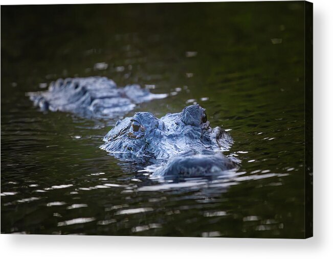 Alligator Acrylic Print featuring the photograph An Alligator in Shark Valley by Mark Andrew Thomas