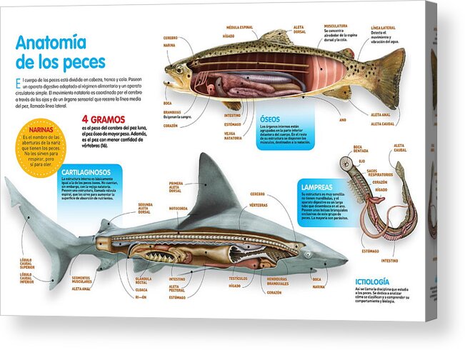 Ciencia Acrylic Print featuring the digital art Anatomia de los peces by Album