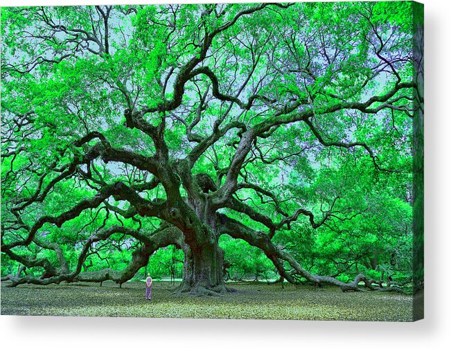 Stupendous Acrylic Print featuring the photograph Angel Oak by Allen Beatty