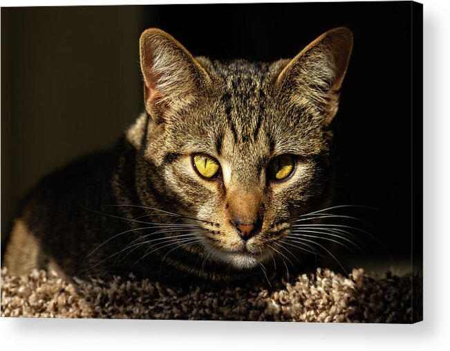 Cat Acrylic Print featuring the photograph Angel by Rachel Morrison
