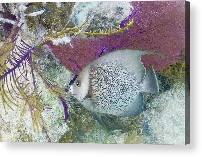 Animals Acrylic Print featuring the photograph Angelic by Lynne Browne