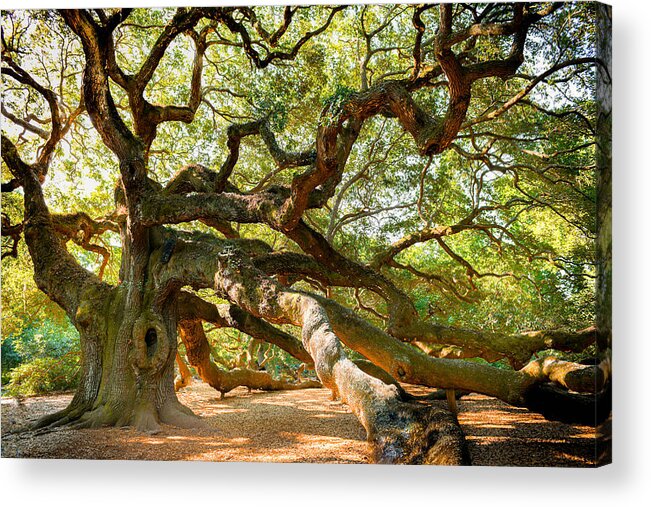 Giant Trees Acrylic Print featuring the photograph Angels Morning Light by Karen Wiles