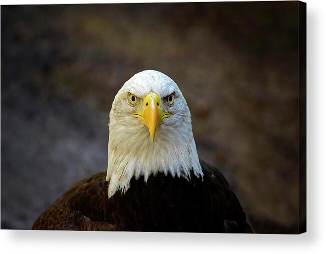 Bald Eagle Acrylic Print featuring the photograph Angry Bald Eagle by Cindy McIntyre