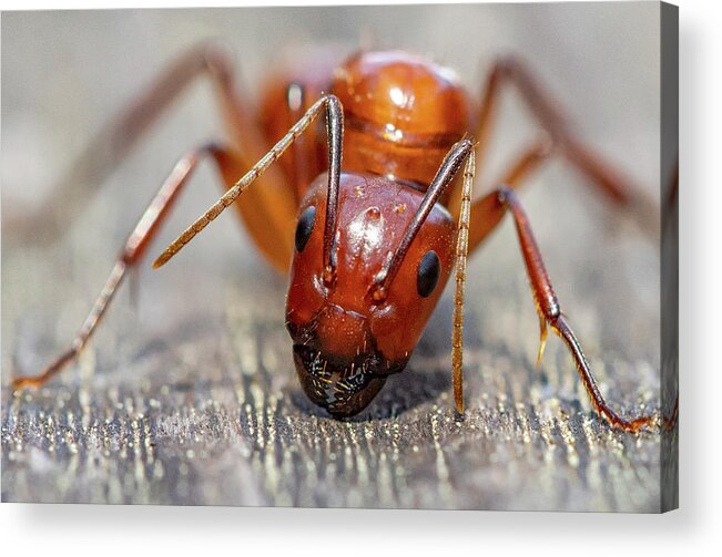 Ant Acrylic Print featuring the photograph Ant by Anna Rumiantseva