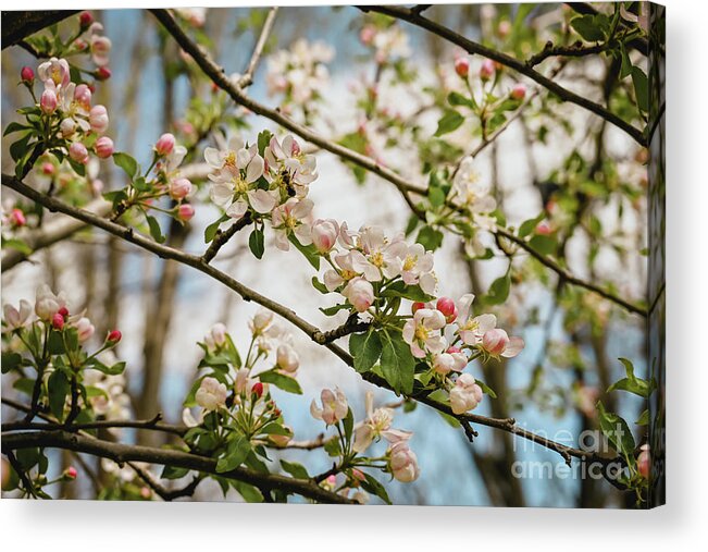 Botanical Acrylic Print featuring the photograph Apple Blossom Under Blue Sky by Laura Honaker