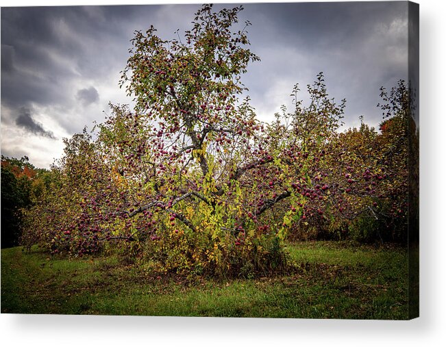 Apples Acrylic Print featuring the photograph Apple Tree at Bear Swamp Orchard 1 by Michael Saunders