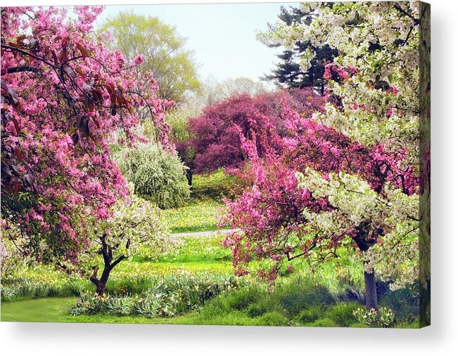 New York Botanical Garden Acrylic Print featuring the photograph April Afterglow by Jessica Jenney