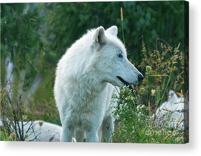 Arctic Acrylic Print featuring the photograph Arctic wolf on a meadow by Les Palenik