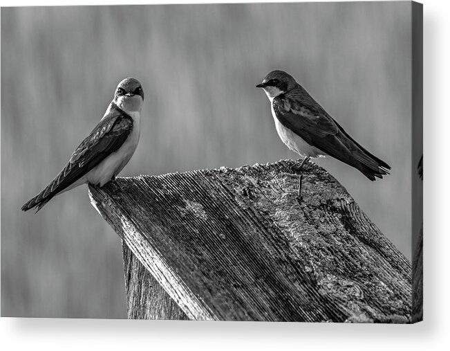 Avian Acrylic Print featuring the photograph Are You Kidding Me by Cathy Kovarik