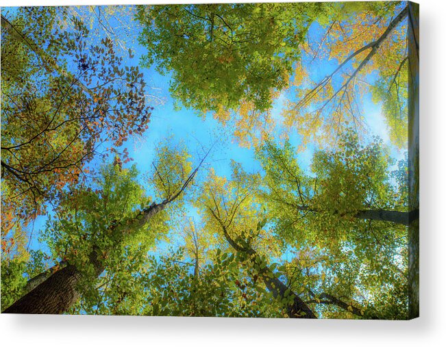 Trees Acrylic Print featuring the photograph Arial by Addison Likins