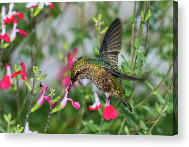 Hummingbird Acrylic Print featuring the photograph Armor Plated by Dan McGeorge