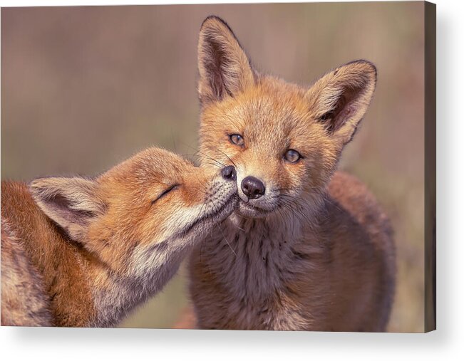 Fox Acrylic Print featuring the photograph Army of Cuteness - Fox kits by Roeselien Raimond