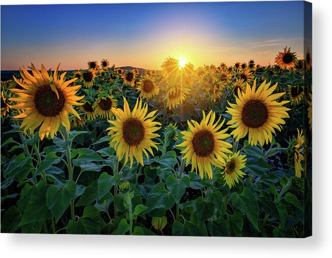 Sunflower Acrylic Print featuring the photograph Aroostook Sunset by Rick Berk