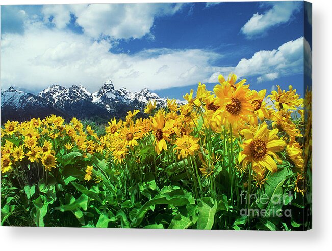 Dave Welling Acrylic Print featuring the photograph Arrowleaf Balsamroot Grand Tetons National Park Wyoming by Dave Welling