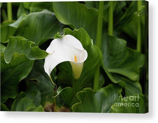 Zantedeschia Aethiopica Acrylic Print featuring the photograph Arum Lily in Summer by Tim Gainey