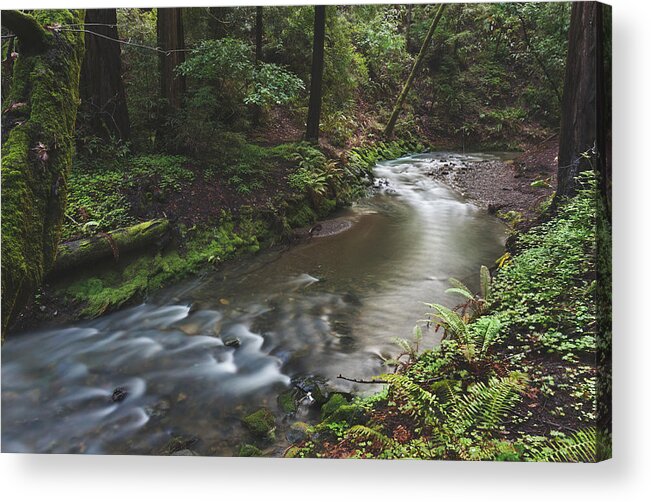 Muir Woods Acrylic Print featuring the photograph As We Make Our Way Through by Laurie Search