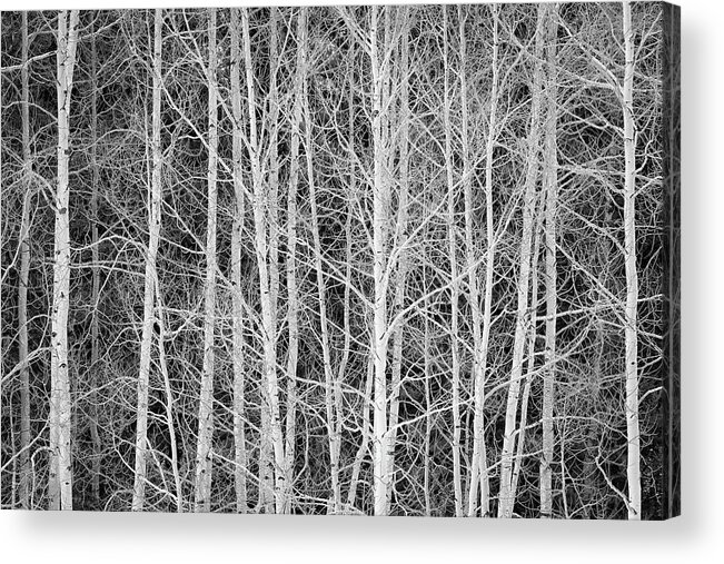Aspen Acrylic Print featuring the photograph Aspen Forest Contrast by Denise Bush