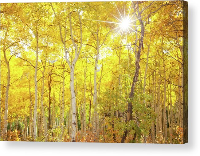 Aspens Acrylic Print featuring the photograph Aspen Morning by Darren White